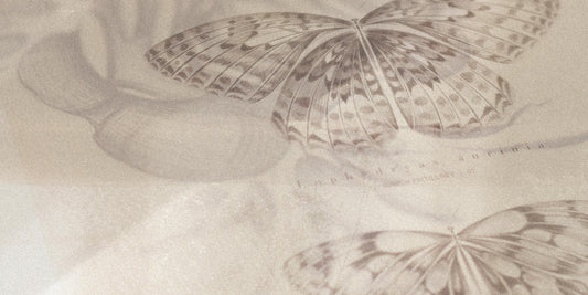 Capturing the Magic of Dutch Butterflies